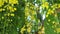 Golden shower tree flowers panning high definition