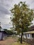 Golden shower tree  take at my morning play ground trip in our native village Thanjavur tamilnadu India