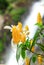 Golden shrimp flower in front of Gitgit waterfall, Indonesia