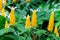 Golden shrimp plant a.k.a. lollipop plant Pachystachys lutea closeup - Florida, USA