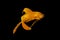 Golden Siamese fighting fish (Betta splendens) isolated on black