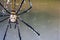 The golden silk orb-weaver