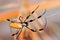 Golden silk orb-weaver, banana spider