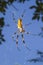 Golden silk orb weaver, or banana spider (Nephila clavipes) in the web