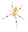 golden silk orb weaver or banana spider - Trichonephila clavipes - large adult female isolated on white background top dorsal view