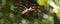 Golden Silk Orb-weaver (Nephila clavipes)