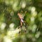 Golden Silk Orb-weaver (Nephila clavipes)