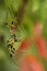 A Golden Silk Orb Weaver Spider Nephila clavipes also called Banana Silk Spider in its net in Florida Everglades park.