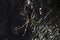 Golden silk orb weaver spider Trichonephila clavipes