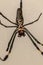 Golden silk orb weaver spider Trichonephila clavipes formerly known as Nephila clavipes