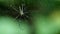 Golden silk orb-weaver spider on web