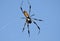 Golden Silk Orb-weaver Spider in web, Phinizy Swamp Nature Park, Augusta, Georgia USA