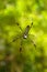 Golden silk orb-weaver Trichonephila clavipes on a green background, cobweb, Panama
