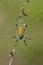 Golden Silk Orbweaver (Nephila clavipes)