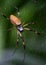 Golden Silk spider or Banana spider