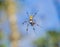 A Golden Silk Spider Dines on a small Insect