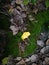 Golden single ginkgo leaf lying on the green moss