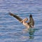 Golden Skim - Californian Brown Pelican\'s Tranquil Descent