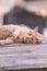 Golden Slumber: A Feline\\\'s Graceful Repose