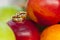 Golden smoth wedding rings among colorful fruits