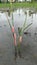 golden snail eggs during the spawning season in the rainy season swamp