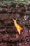 Golden Snail Gliding on a Wet Rock After Rain.