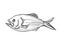 Golden Snapper New Zealand Fish Cartoon Retro Drawing