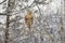 Golden snub-nosed monkey in China on a branch