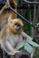 A Golden Snub-nosed Monkey Holding Tree Leaves