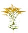 Golden Solidago virgaurea flowers isolated on white background. Ragweed bushes or Ambrosia artemisiifolia. Medicinal