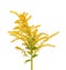 Golden Solidago virgaurea flowers isolated on white background. Ragweed bushes or Ambrosia artemisiifolia. Medicinal