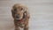 Golden spaniel stands on hind legs