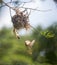 Golden sparrow is flying into a nest