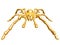 Golden spider