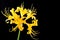 Golden spider lily