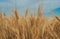 Golden spiked wheat under a blue sky with clouds