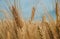 Golden spiked wheat under a blue sky with clouds