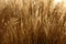 Golden spikes grass crop background pattern