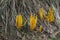 Golden spindles mushroom