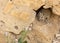 Golden Spiny Mouse at Masada in Israel