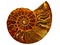 Golden spiral texture inside ammonite shell