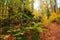Golden Splendor: Majestic Autumn Beech Forest in Mountainous Wilderness