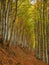 Golden Splendor: Majestic Autumn Beech Forest in Mountainous Wilderness