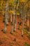 Golden Splendor: Majestic Autumn Beech Forest in Mountainous Wilderness