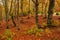 Golden Splendor: Majestic Autumn Beech Forest in Mountainous Wilderness