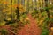 Golden Splendor: Majestic Autumn Beech Forest in Mountainous Wilderness