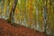 Golden Splendor: Majestic Autumn Beech Forest in Mountainous Wilderness