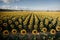 Golden Splendor A Panoramic View of Sunflower Fields.AI Generated