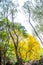 Golden Splendor: Yellow Leaves Tree in Autumn\\\'s Embrace