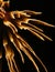 Golden spray firework